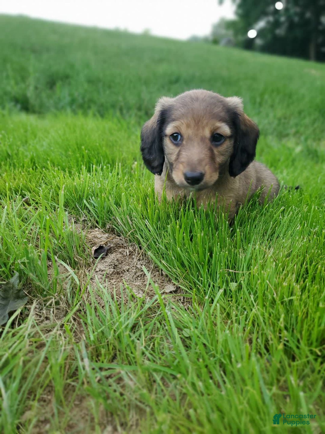 Dachshund dogs for sale: Lena - Image 18