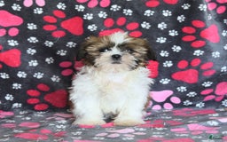 Shih Tzu dogs for sale: Izzy - Image 10