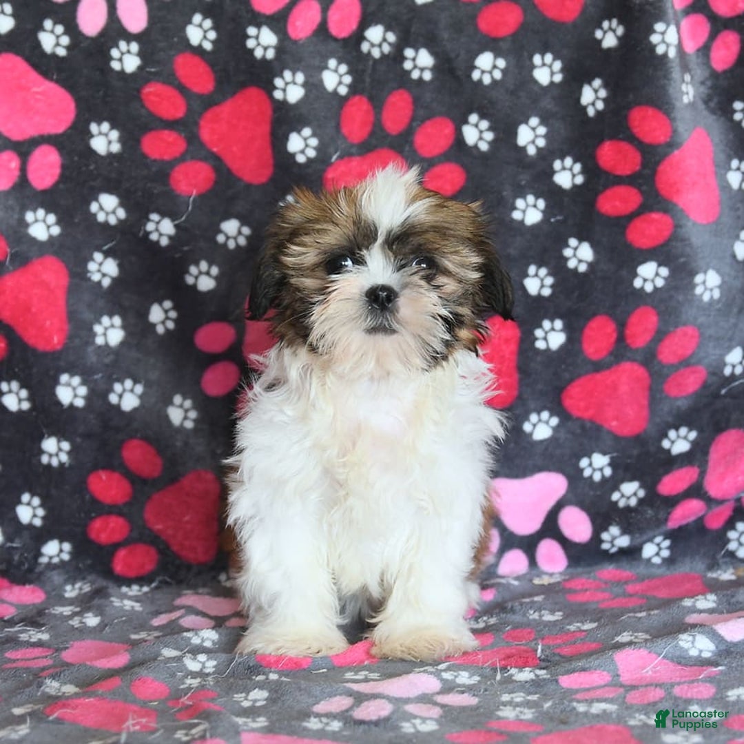 Shih Tzu dogs for sale: Izzy - Image 10