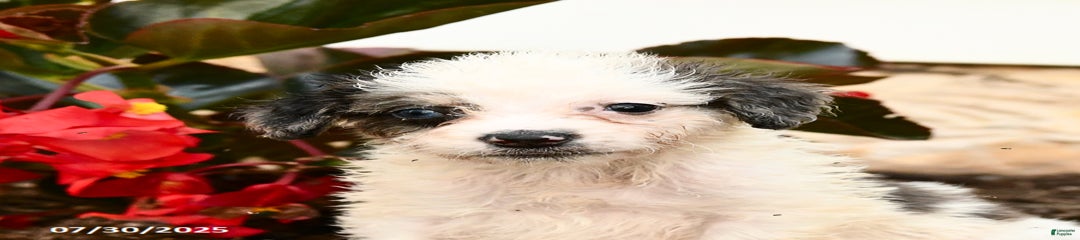 Cookie