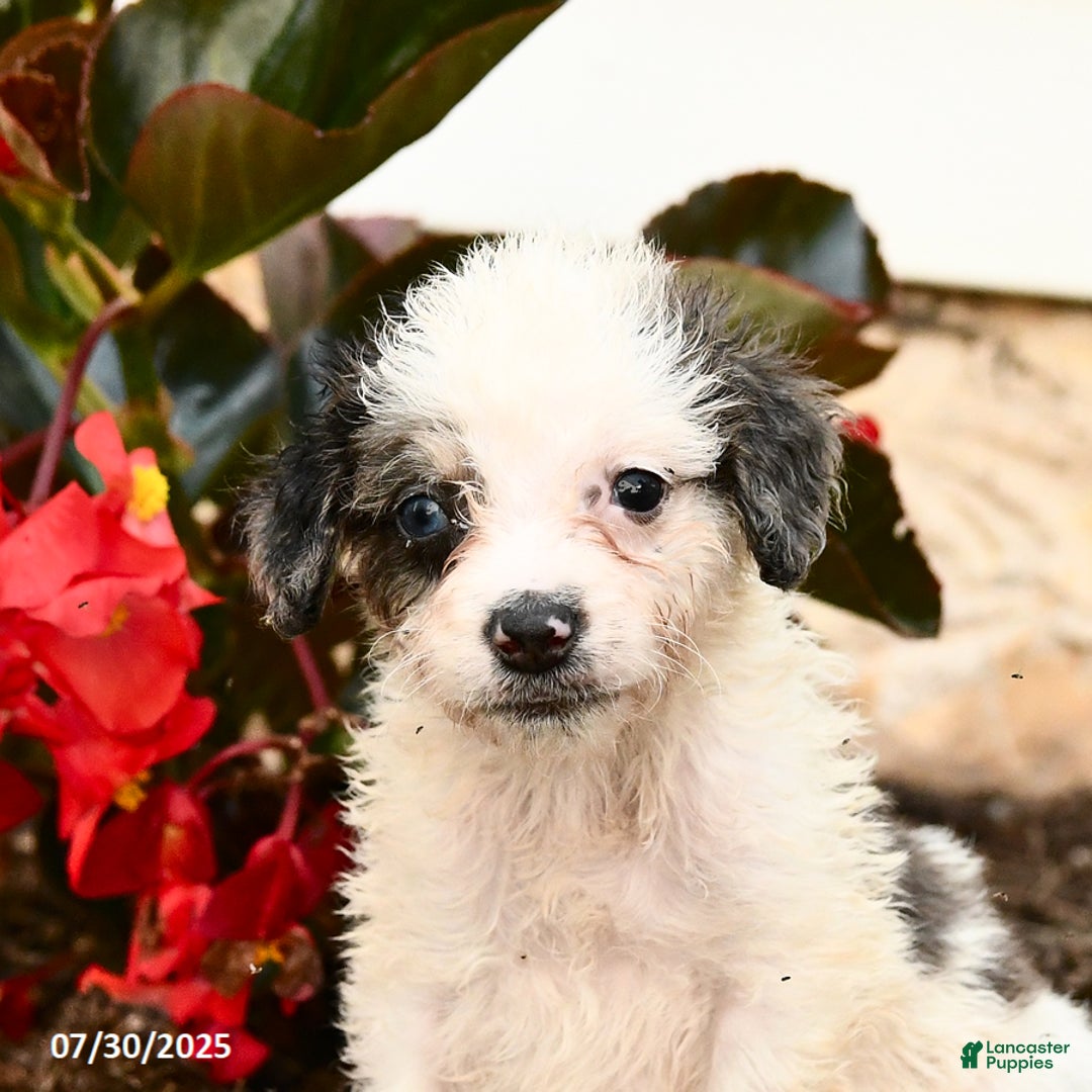 Mini Bernedoodle dogs for sale: Cookie - Image 2