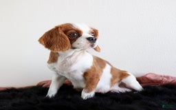Cavapoo dogs for sale: Lilly - Image 4