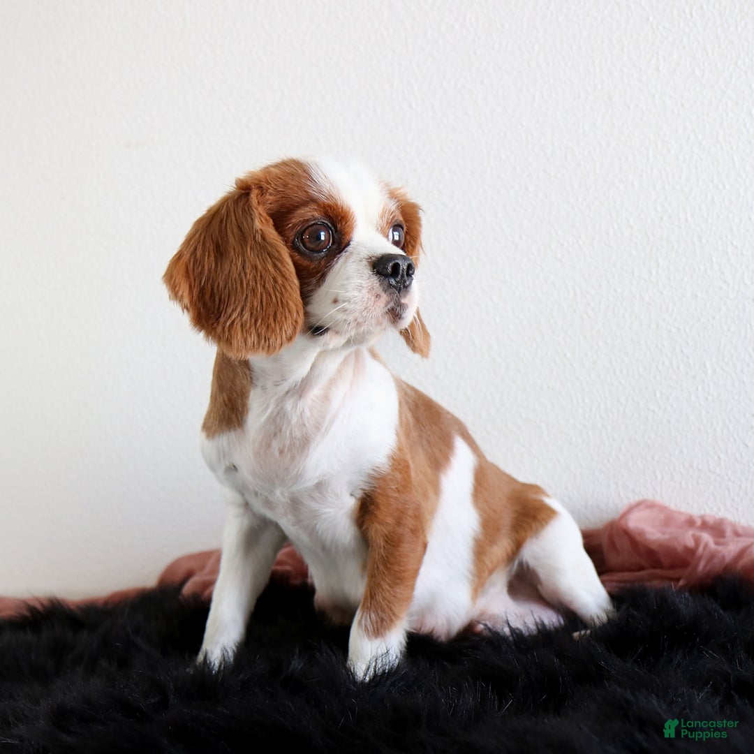 Cavapoo dogs for sale: Lilly - Image 4