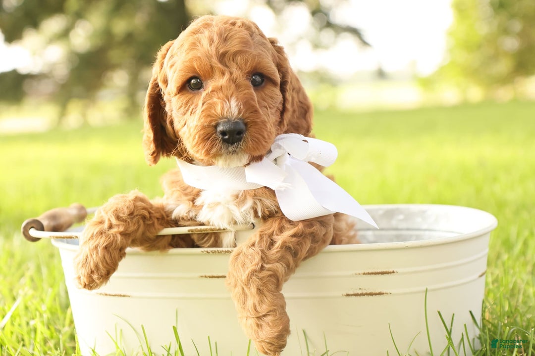Mini Goldendoodle dogs for sale: Thunder - Image 9
