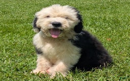 Old English Sheepdog dogs for sale: Fluffy - Image 17
