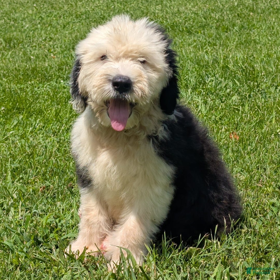 Old English Sheepdog dogs for sale: Fluffy - Image 17