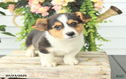 Welsh Corgi Pembroke dogs for sale: Paddington - Image 4