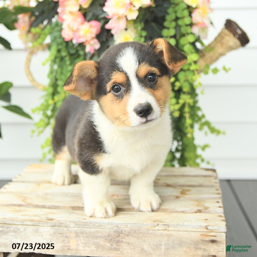 Welsh Corgi Pembroke dogs for sale: Paddington - Image 4