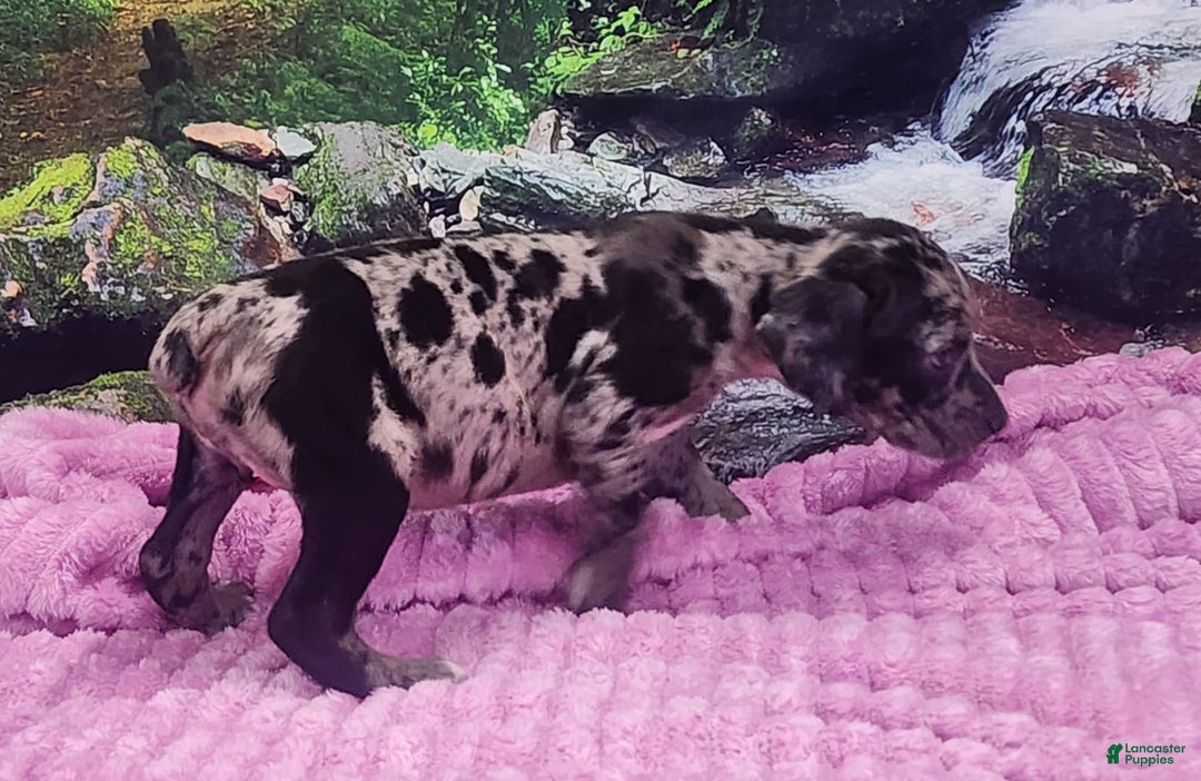 Catahoula Leopard Dog dogs for sale: Luna 2025 Female 1 - Image 5