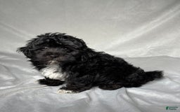 Havapoo dogs for sale: Lucas - Image 1