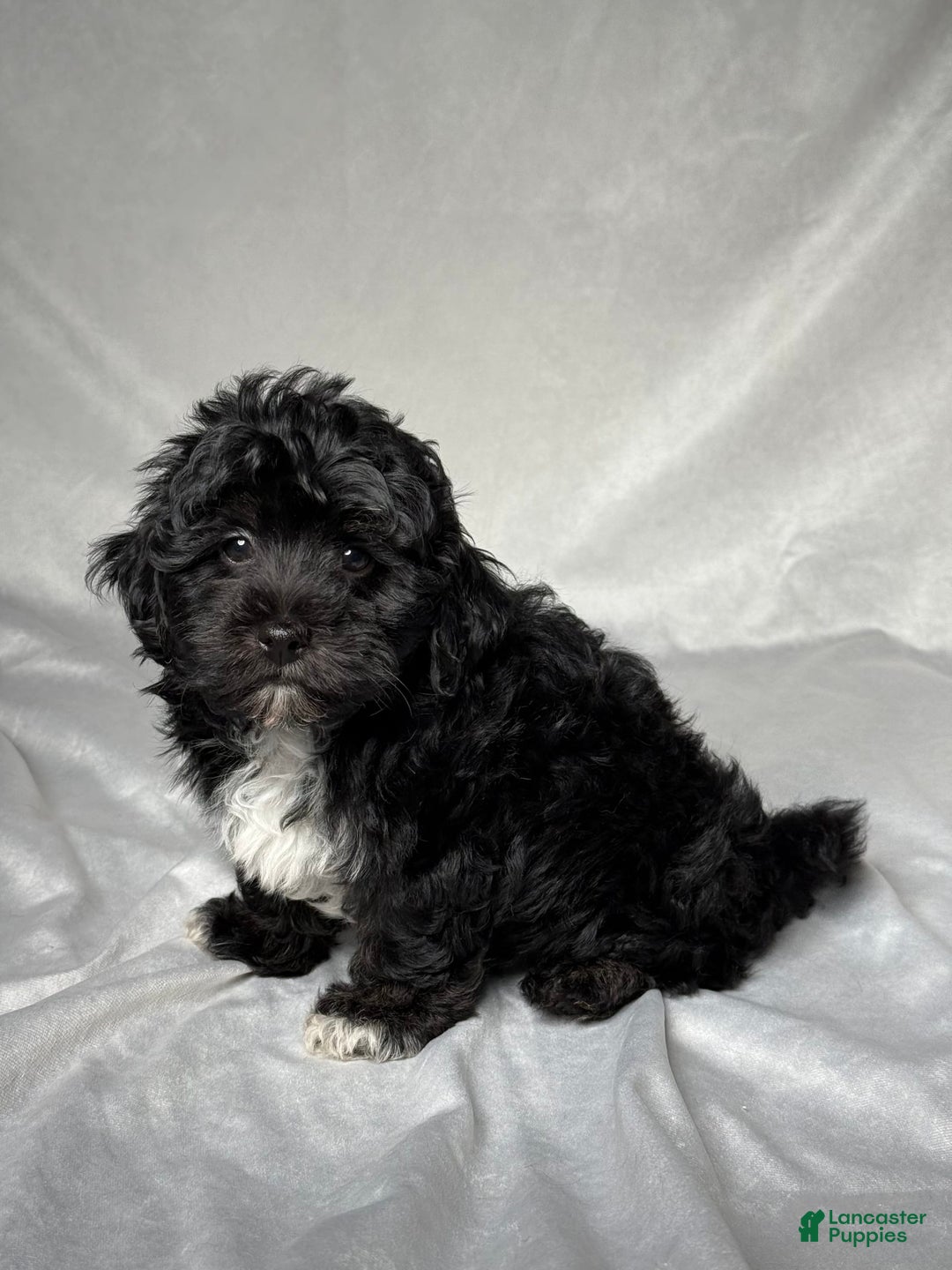 Havapoo dogs for sale: Lucas - Image 1