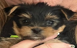 Yorkshire Terrier dogs for sale: Faith - Image 1