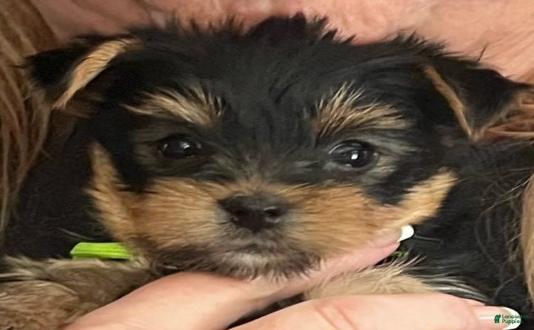 Yorkshire Terrier dogs for sale - Ad 3