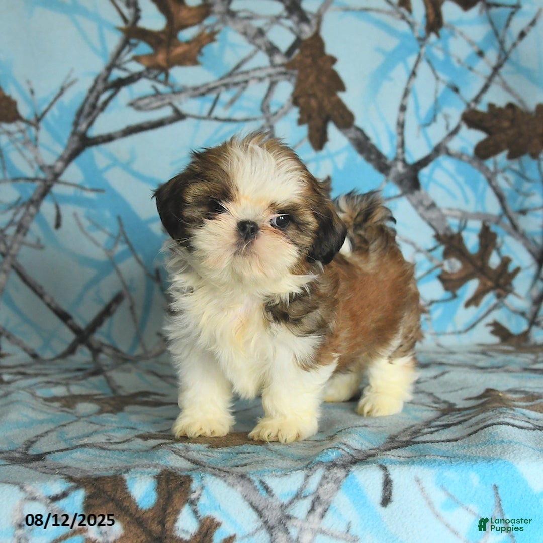 Shih Tzu dogs for sale: Sophie - Image 1