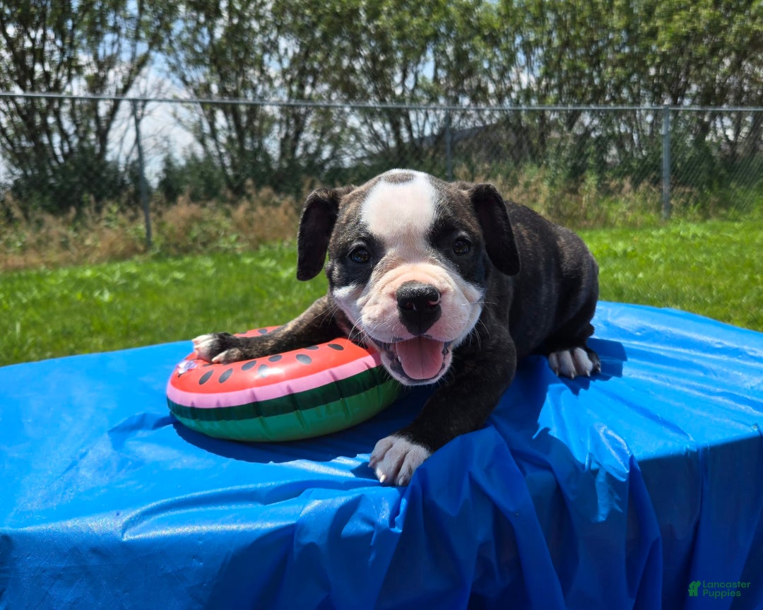 Olde English Bulldogge dogs for sale: Jp - Image 10