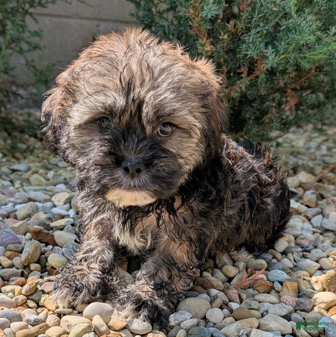 Lhasa Apso dogs for sale: Smokey - Image 4