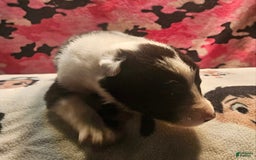 Border Collie dogs for sale: Fasti - Image 3