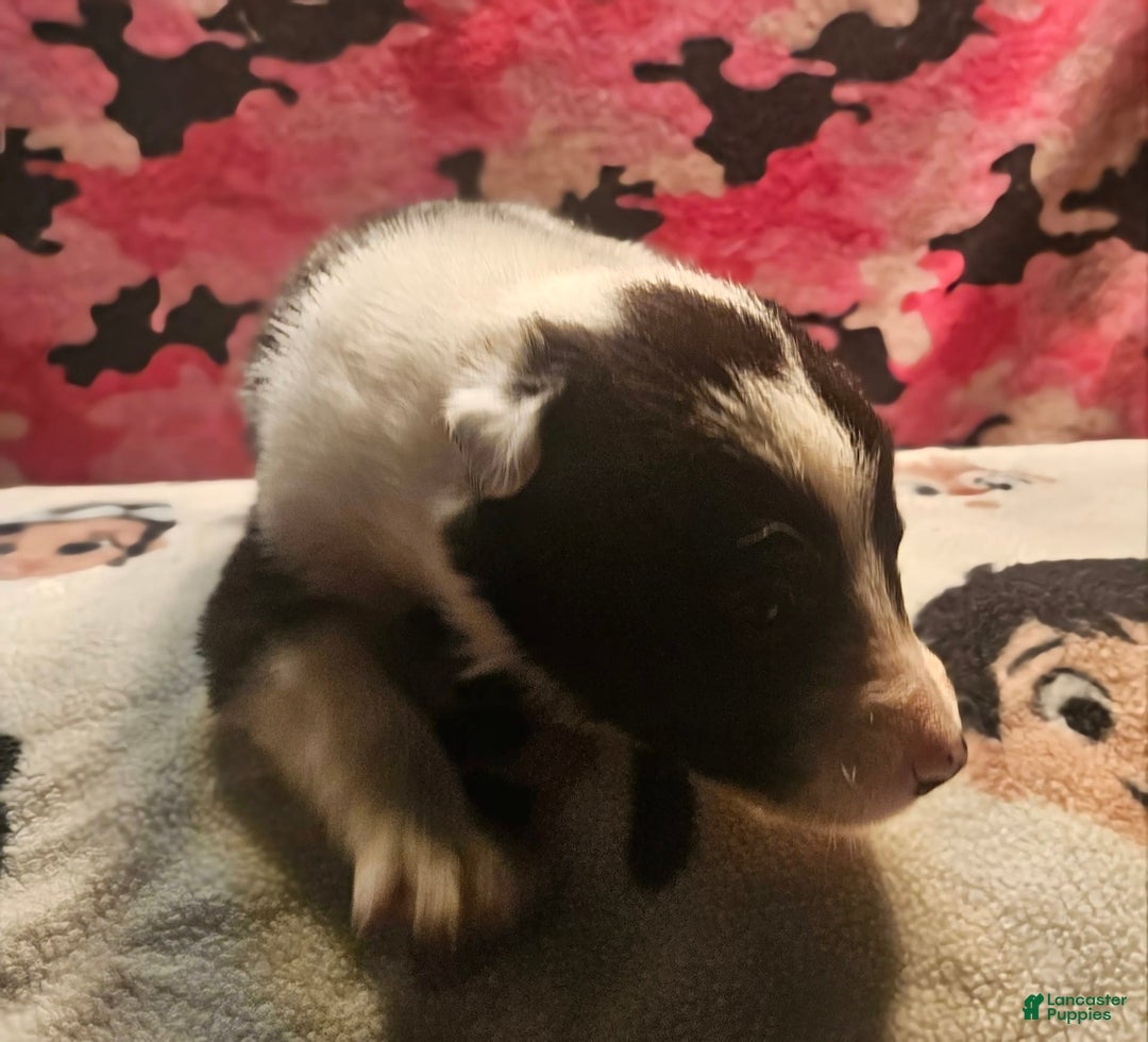 Border Collie dogs for sale: Fasti - Image 3