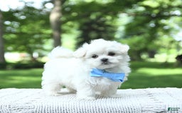 Maltese dogs for sale: Kobey - Image 2