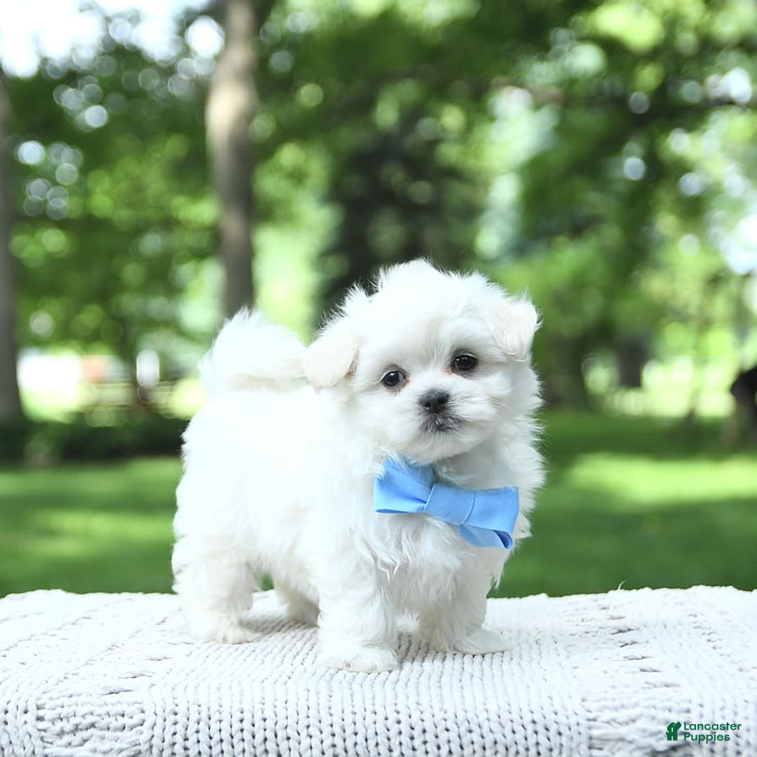 Maltese dogs for sale: Kobey - Image 2