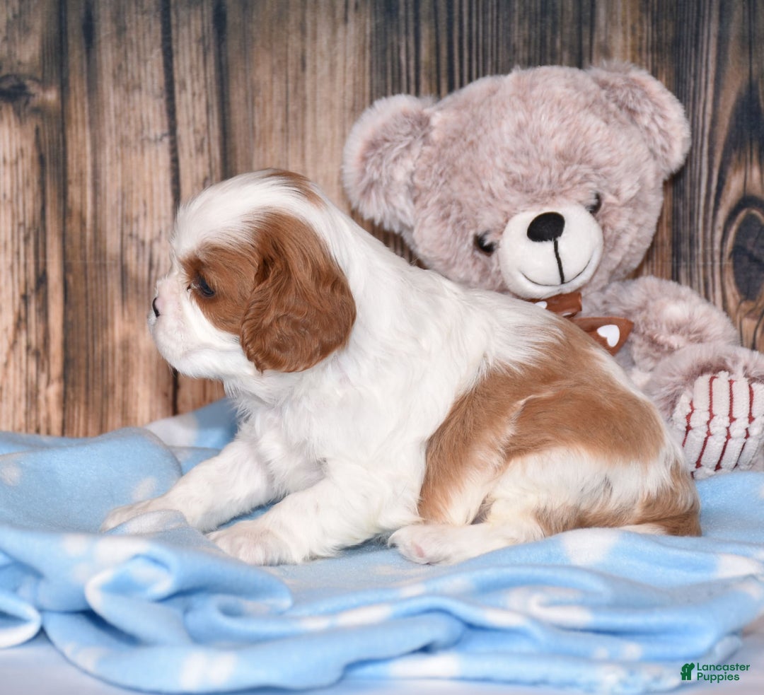 Cavalier King Charles Spaniel dogs for sale: Fritz - Image 8