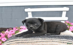 Pug dogs for sale: Patches - Image 4