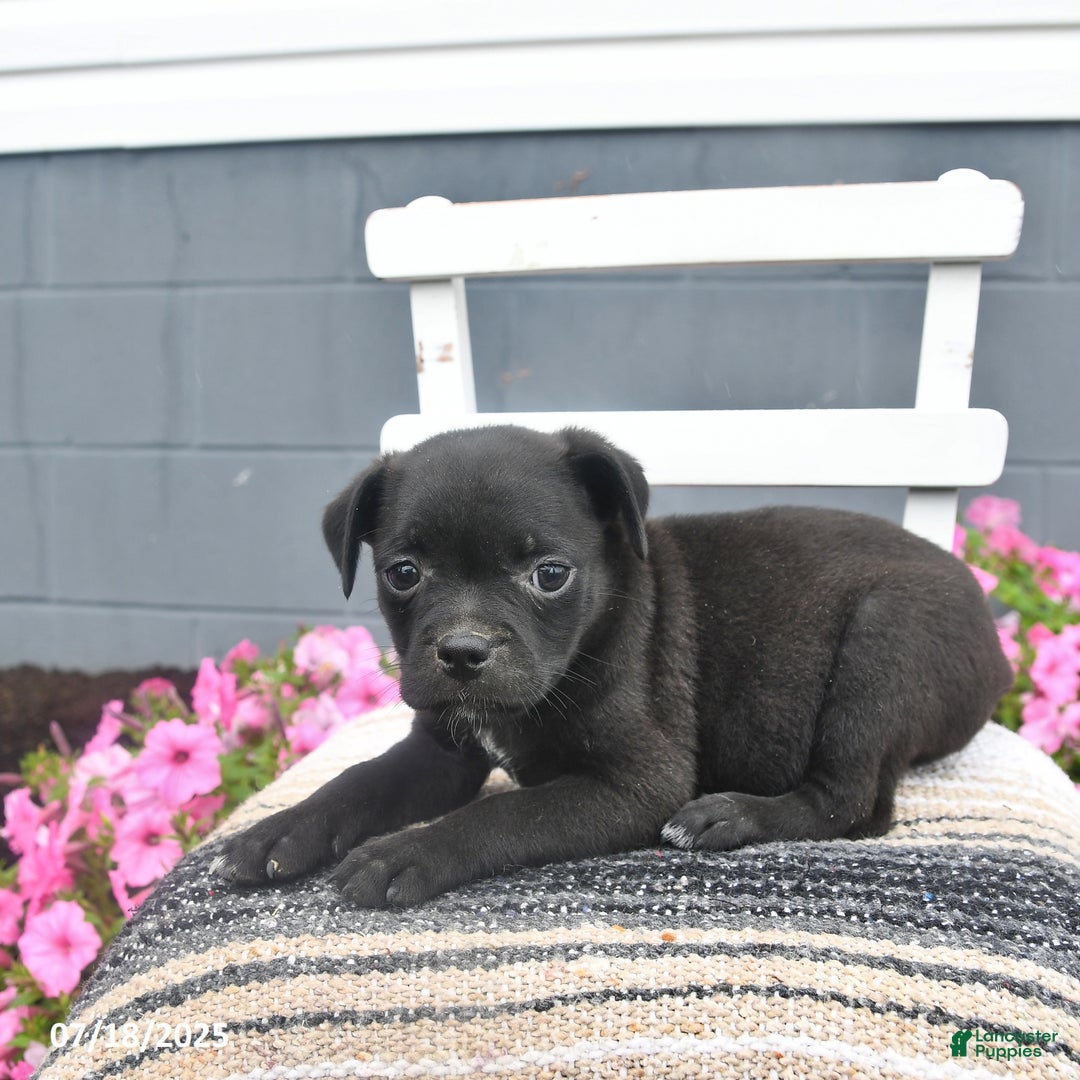 Pug dogs for sale: Patches - Image 4