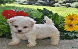 Havanese dogs for sale: Casper - Image 2