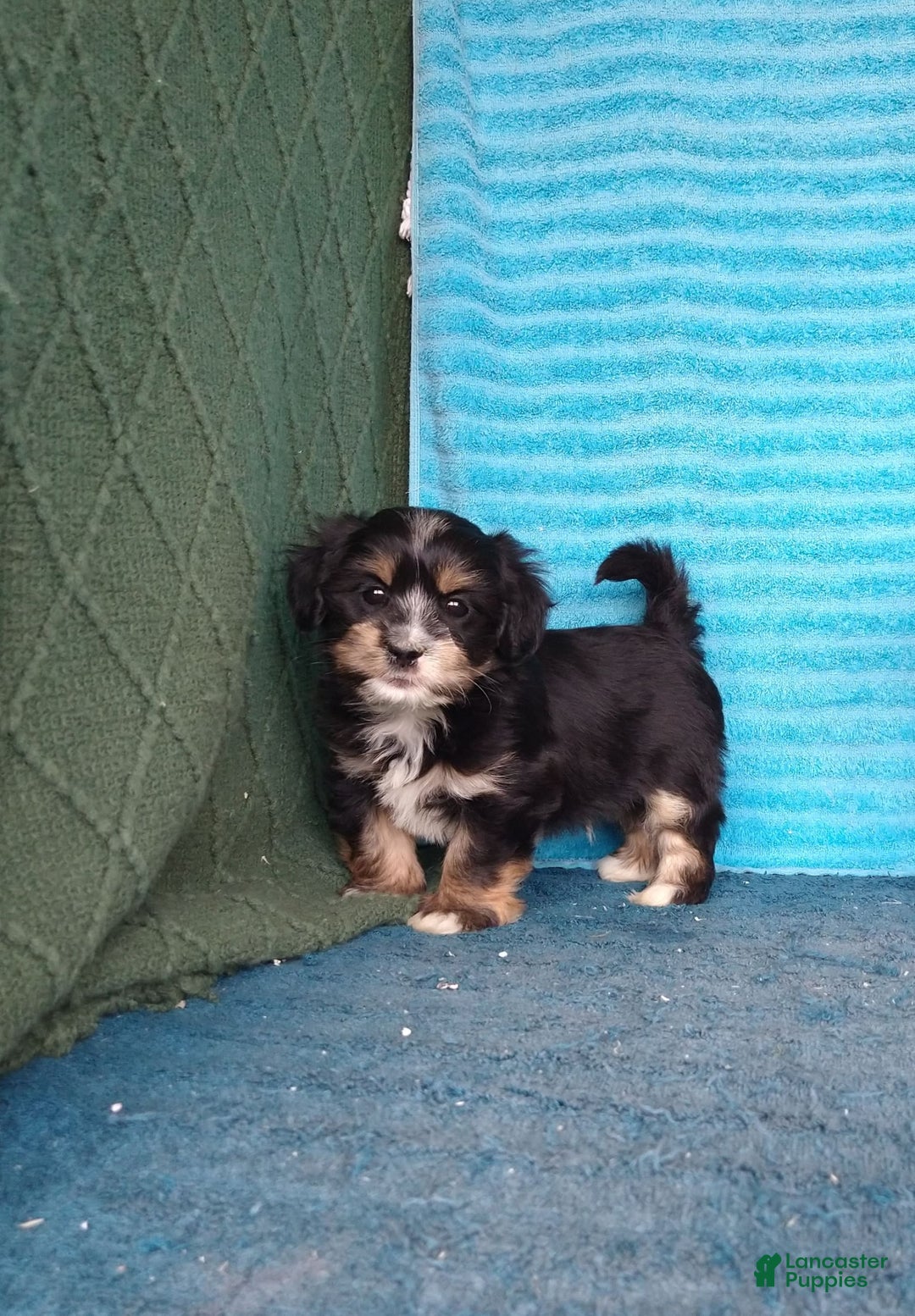 Havanese dogs for sale: Tucker - Image 5