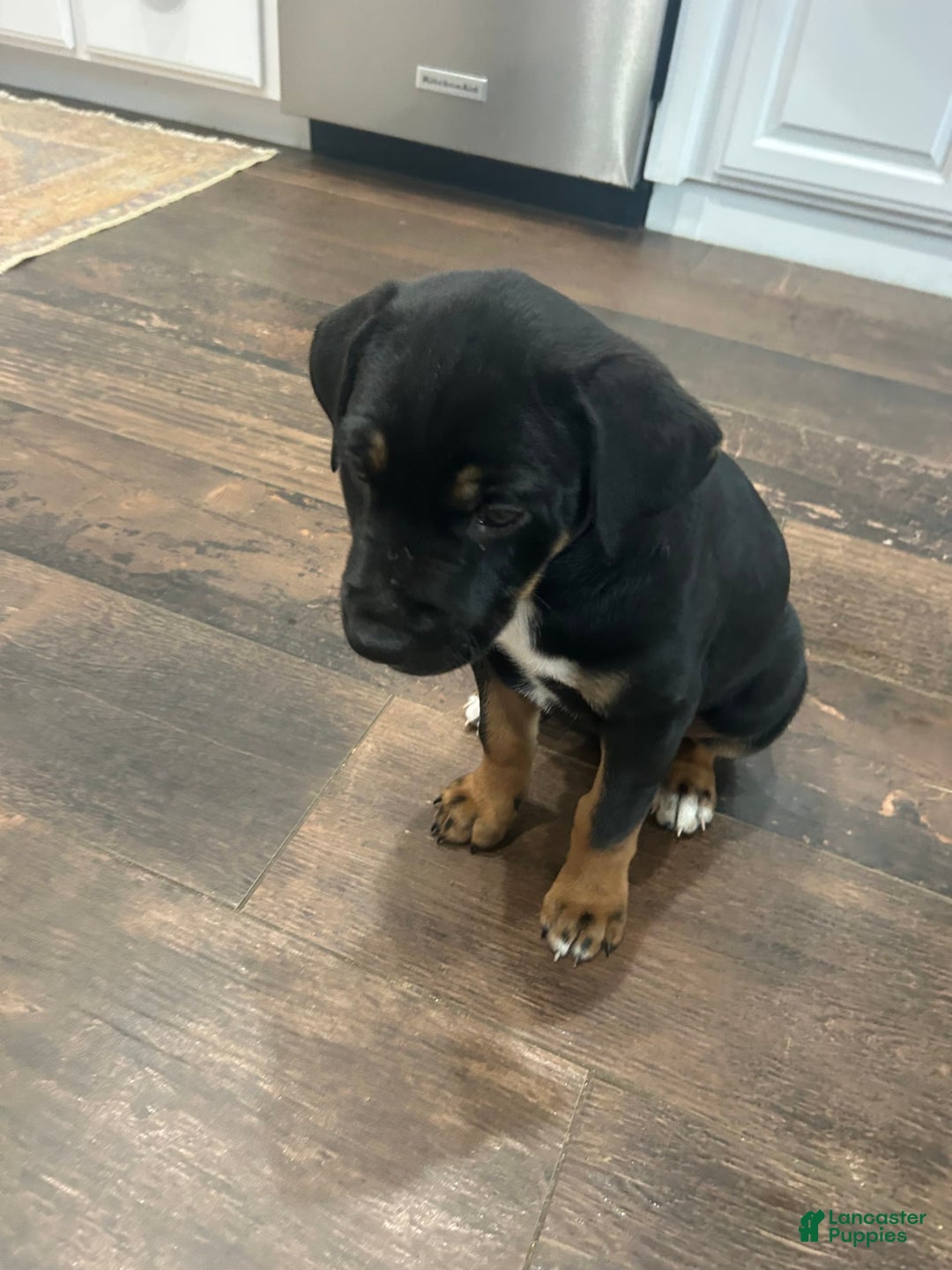 Great Dane dogs for sale: Stella - Image 5