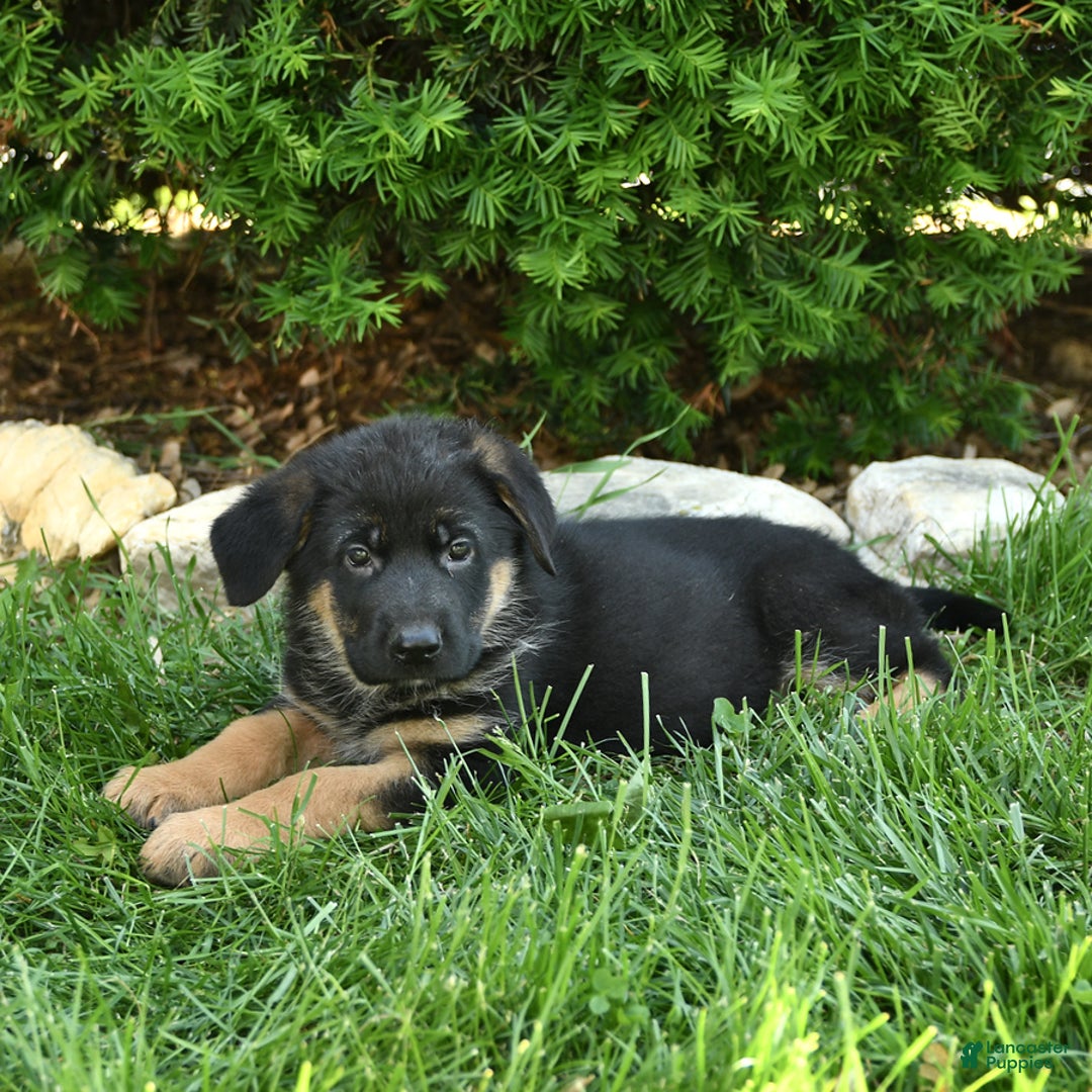 German Shepherd dogs for sale: Millie - Image 7