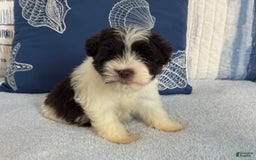 Miniature Schnauzer dogs for sale: Fancy Male 2 Akc Liver Parti - Image 9