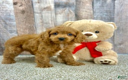 Cavapoo dogs for sale: Baxter - Image 6