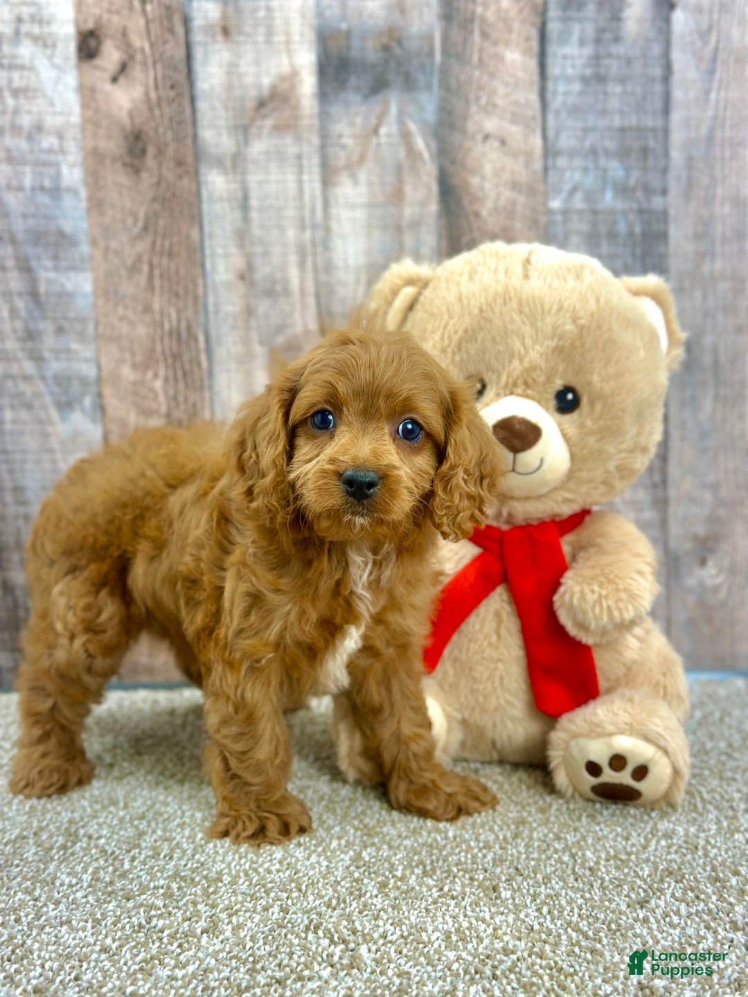 Cavapoo dogs for sale: Baxter - Image 6