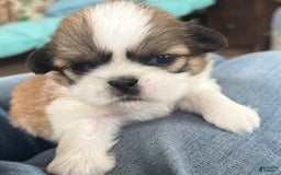 Shih Tzu dogs for sale: Ollie - Image 2