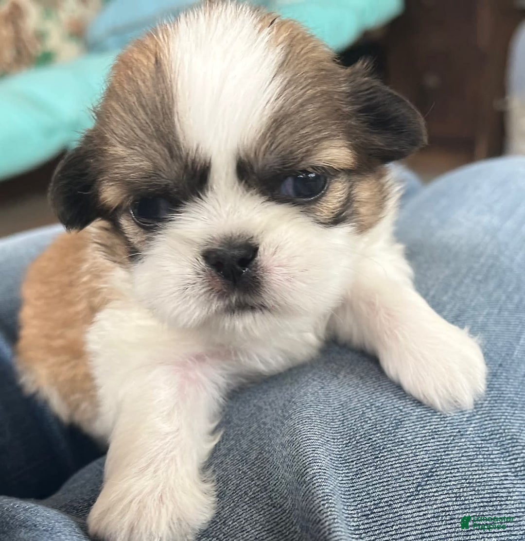 Shih Tzu dogs for sale: Ollie - Image 2