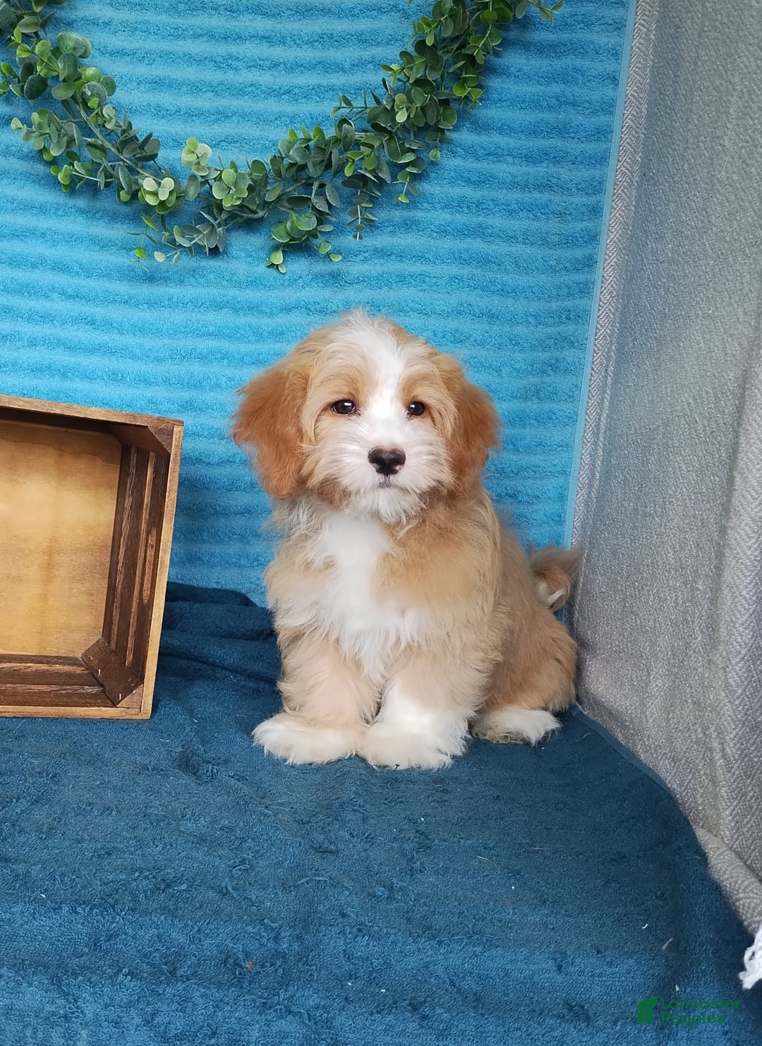 Havanese dogs for sale: Toby - Image 8