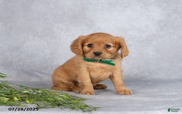 Miniature Golden Retriever dogs for sale: Ashton - Image 1