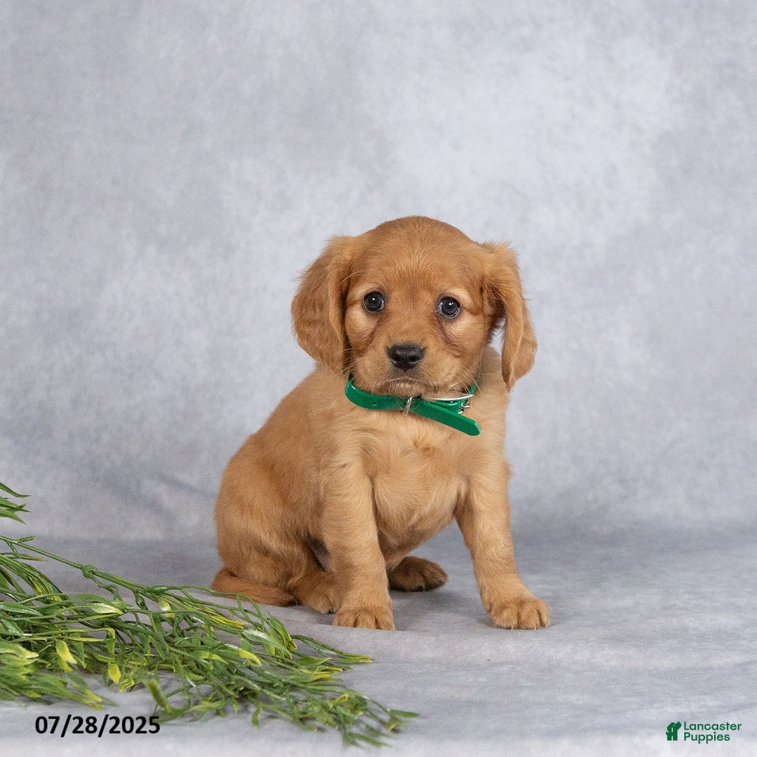 Miniature Golden Retriever dogs for sale: Ashton - Image 1