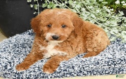 Mini Goldendoodle dogs for sale: Quinn - Image 2
