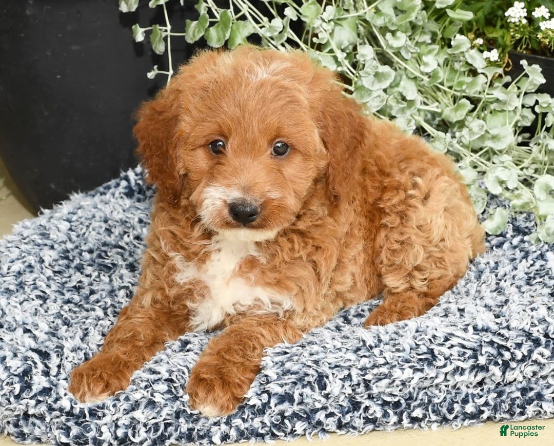 Mini Goldendoodle dogs for sale: Quinn - Image 2