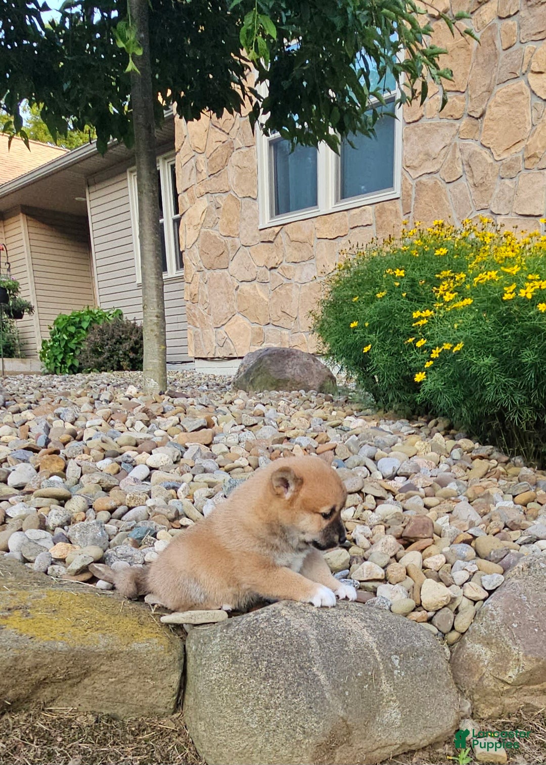 Shiba Inu dogs for sale: Rhett - Image 1