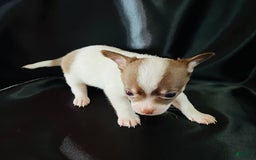 Chihuahua dogs for sale: Latte - Blue Eyed Dual Pedigreed - Image 3