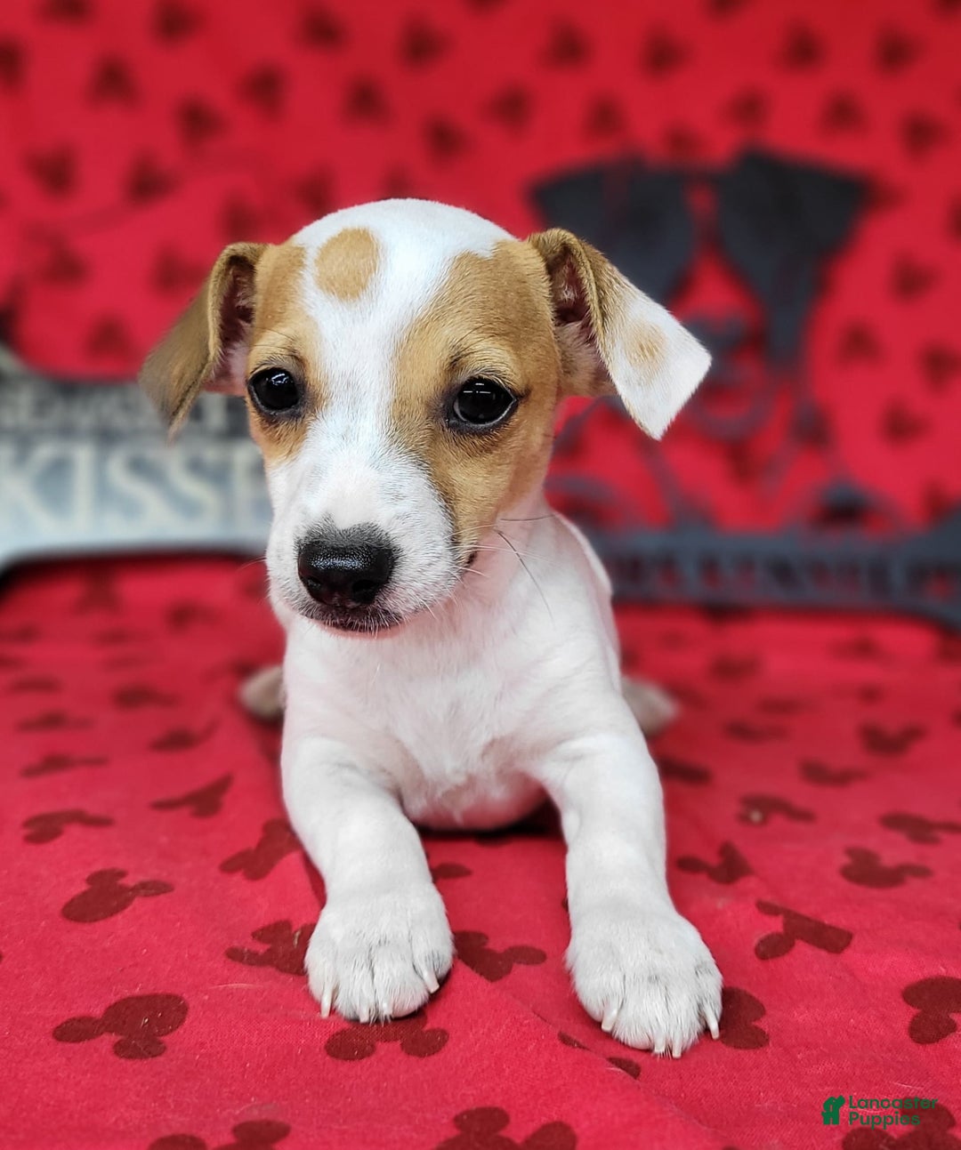 Jack Russell Terrier dogs for sale: June Broken Coat Jrt - Image 8