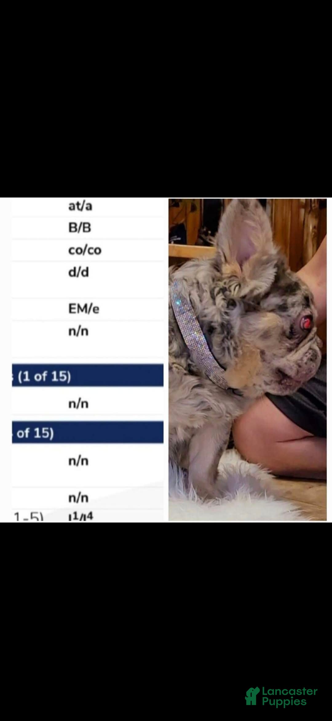 French Bulldog dogs for stud: Squirt - Image 3