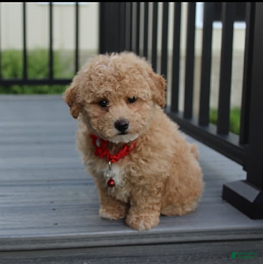 Bichpoo dogs for sale: Archie - Image 3