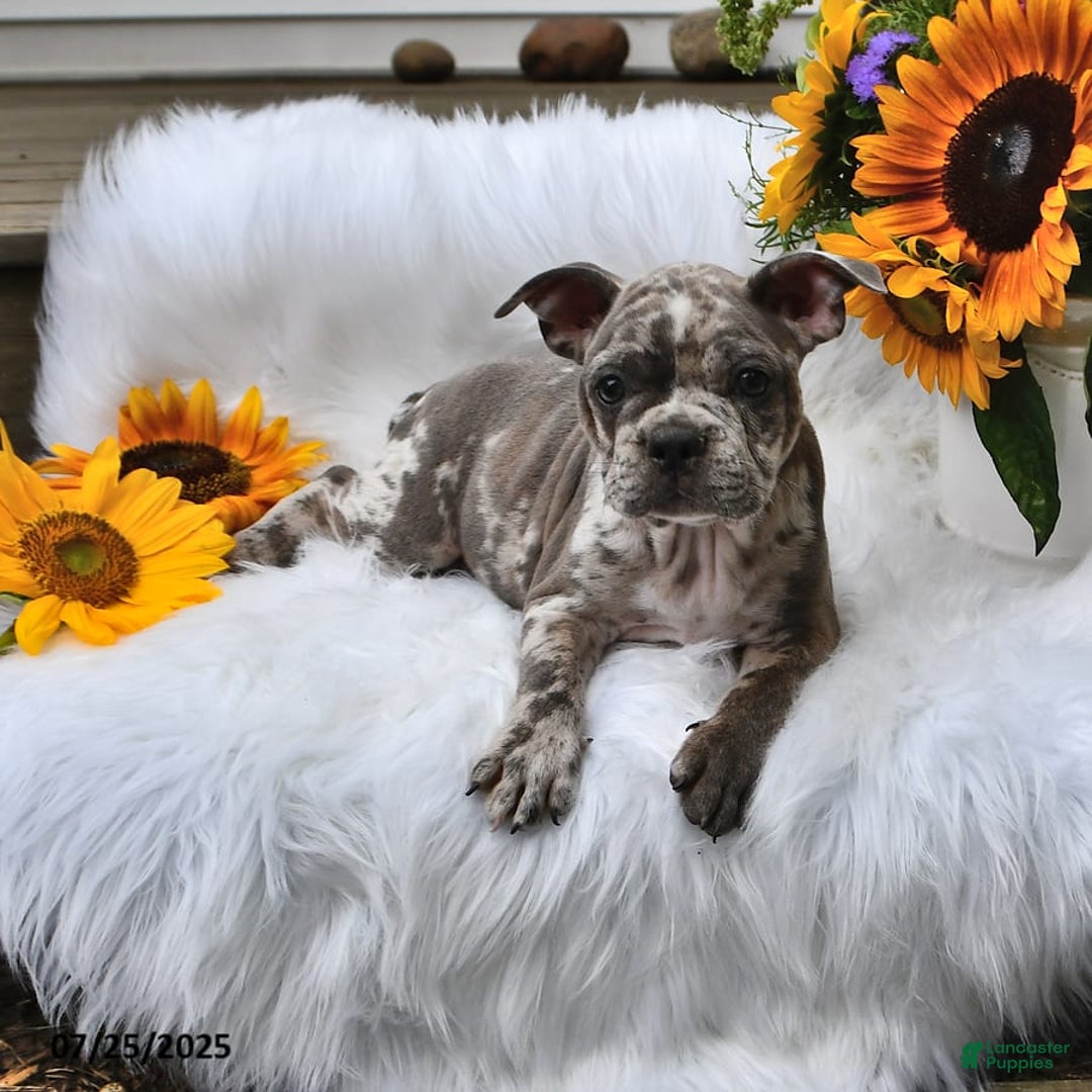 Frenchton dogs for sale: Parker - Image 5