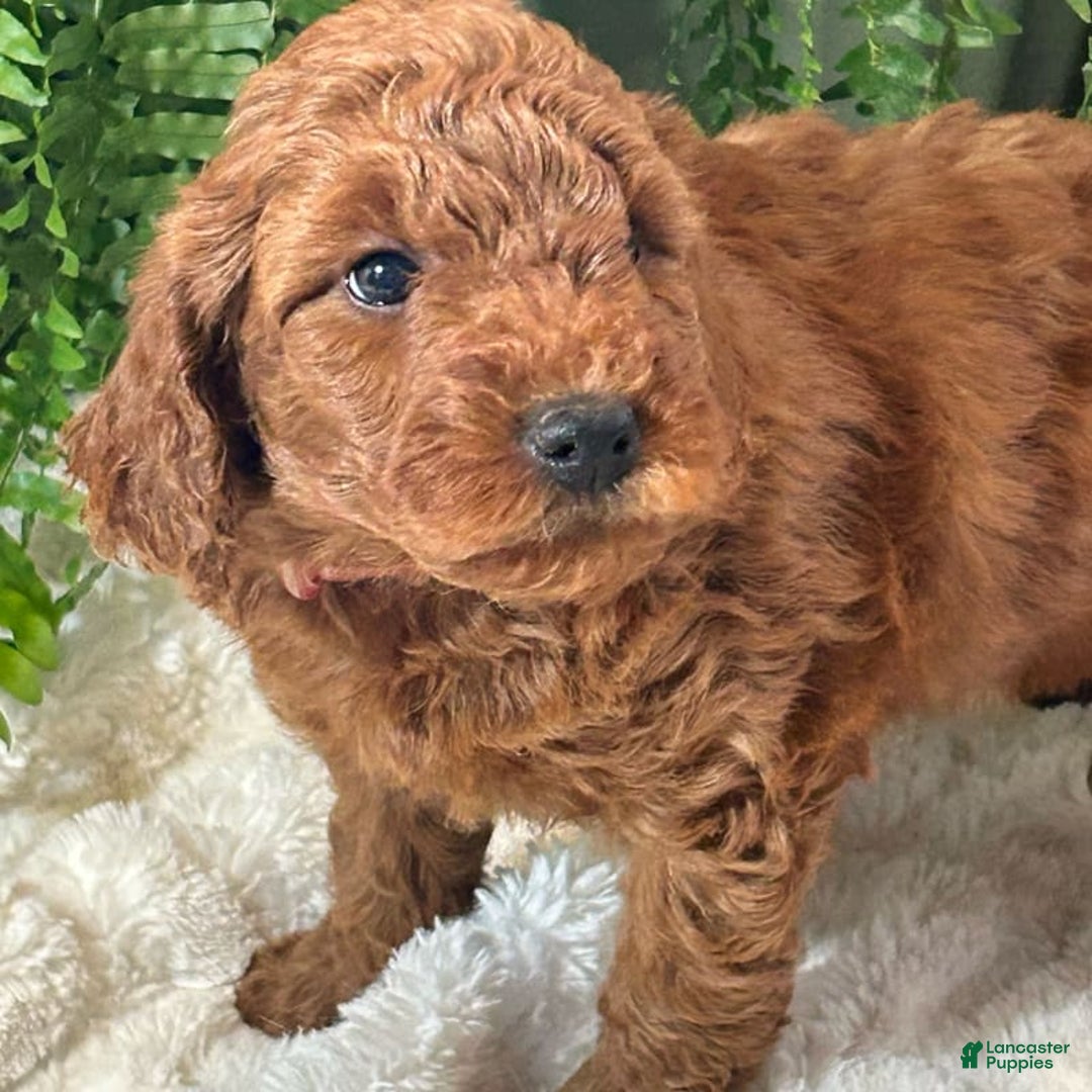 Mini Goldendoodle dogs for sale: Jasper - Image 2