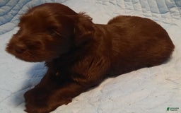 Miniature Schnauzer dogs for sale: Boy2 - Image 11