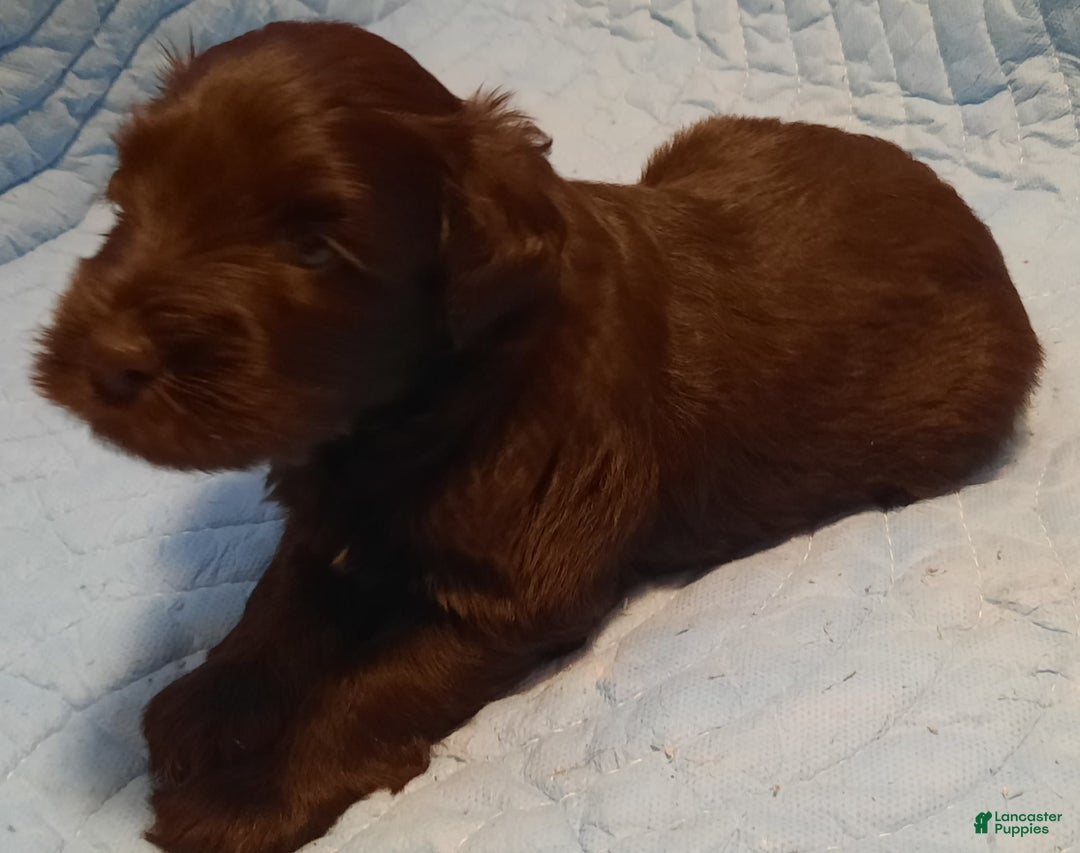 Miniature Schnauzer dogs for sale: Boy2 - Image 11